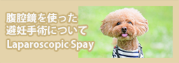 腹腔鏡を使った避妊手術について