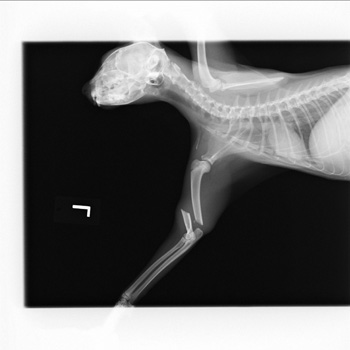 上腕骨骨折の猫 住田動物病院 北九州市 小倉南区